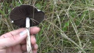 Psilocybin Cubensis mushrooms examples in situ  part 2 [upl. by Negriv]