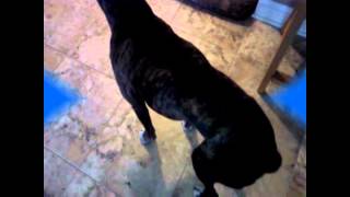 Dog Hip Dysplasia Recovery Tyson a 9 year old Boxer runs again [upl. by Nedle]