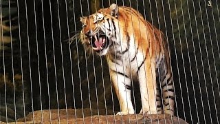 Siberian Tiger Roars at Lincoln Park Zoo [upl. by Eatnohs]