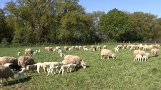 Lélevage des moutons à la Bergerie nationale [upl. by Mirabelle]