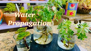 AEONIUM Propagation in water [upl. by Arlinda]