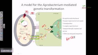 Agrobacterium mediated gene transformation in plants [upl. by Nelly160]