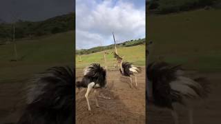 Ostriches Stuck On Spin Cycle [upl. by Niveg866]