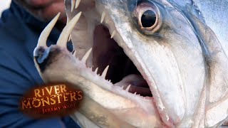 The Vampire Fish  SPECIAL EPISODE  River Monsters [upl. by Canon]