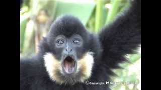 Gibbon Call [upl. by Trevethick106]