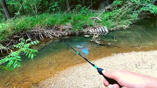 Action Packed Small Creek Fishing [upl. by Linetta]