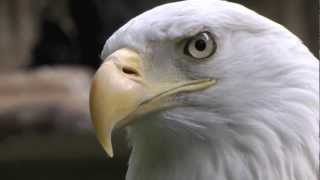 Closeup Weißkopfseeadler [upl. by Varian]