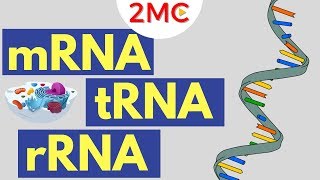 mRNA tRNA and rRNA function  Types of RNA [upl. by Bing]