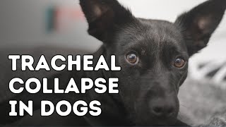 Tracheal Collapse in Dogs [upl. by Teews659]