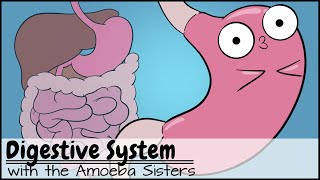 Digestive System [upl. by Atnauq]