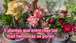 5 Plantas que entre mas sol mas bonitas StapeliaAdenium obesumSedums [upl. by Teahan]