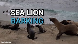 Sea Lion Barking Watching Ocean Waves [upl. by Sweyn]