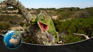 The fascinating fauna of the Mediterranean Sea [upl. by Ane903]