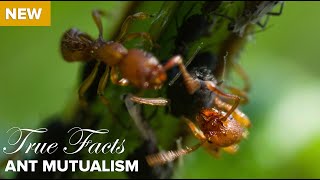 True Facts  Ant Mutualism [upl. by Eidson263]