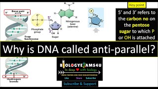 Why is DNA called antiparallel 🧬 [upl. by Atla]