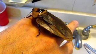 Giant Cockroach  Blaberus Giganteus [upl. by Nireil]