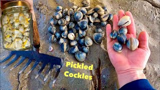 COCKLE PICKING for Pickling  Foraging Fresh Clams [upl. by Merta392]