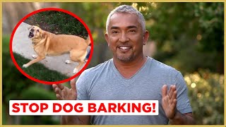 How to Stop Dog Barking  Cesar 911 [upl. by Elaynad]