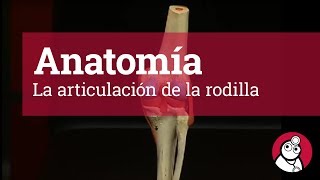 🥇 ARTICULACIÓN DEL HOMBRO Glenohumeral Fácil Rápida y Sencilla [upl. by Ardeth]