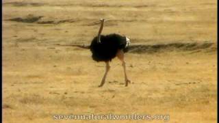 How fast does an Ostrich runmov [upl. by Emyam]