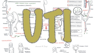 Urinary Tract Infection  Overview signs and symptoms pathophysiology causes and treatment [upl. by Ahsiemat]