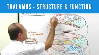 Thalamus  Structure and Function  Neuroanatomy [upl. by Ahel]