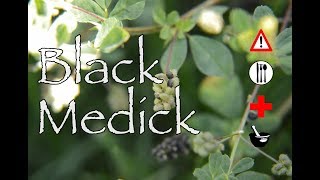 Black Medick Cautions Edible amp Medicinal [upl. by Atniuqal]