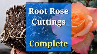 Grow Roses from Cuttings Complete Guide [upl. by Naivart312]