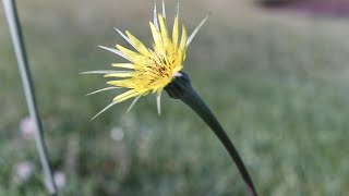 SALSIFY Tragopogon dubius [upl. by Thomasin]