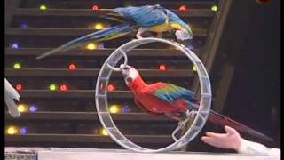 Trained parrots [upl. by Trisha519]