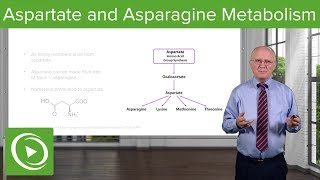 Aspartate Family and Asparagine Metabolism – Biochemistry  Lecturio [upl. by Adda771]