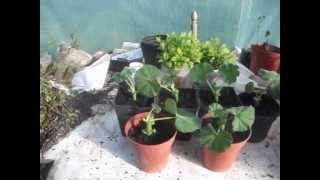 How to Propagate Geraniums from Cuttings [upl. by Arabella686]