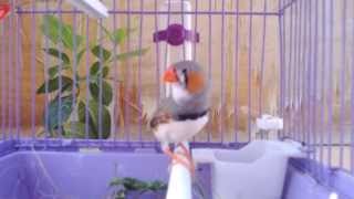 Zebra Finch singing HD [upl. by Adnohsat134]