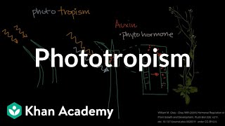 Phototropism  Plant Biology  Khan Academy [upl. by Elwyn]