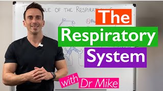 Introduction to the Respiratory System [upl. by Vinay729]