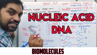 Nucleic acid  Structure of DNA  Biomolecules [upl. by Nauaj]