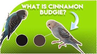 What is Cinnamon Budgie The Cinnamon GENE [upl. by Llertnor]