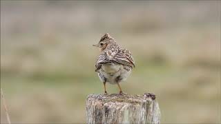 Feldlerche Gesang [upl. by Horne469]