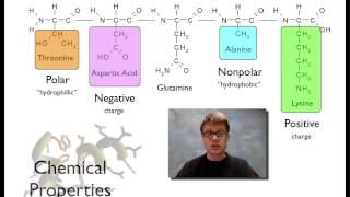 Proteins [upl. by Hilario]