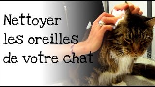 Comment nettoyer les oreilles de votre chat [upl. by Wiggins]