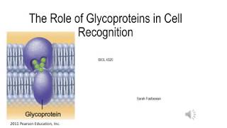 Glycoproteins and Cell Recognition [upl. by Perloff]