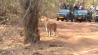 Tigers roar paralizes cameraman [upl. by Meggy]