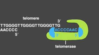 Telomere Replication [upl. by Hadria84]