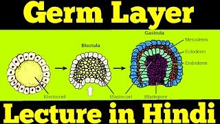 Gastrulation  Germ Layers Ectoderm Mesoderm amp Endoderm  For NEET [upl. by Luben]