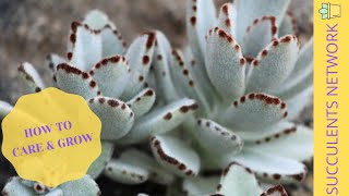 How To Grow amp Care For Kalanchoe Tomentosa Panda Plant [upl. by Edita176]