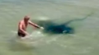 STINGRAY ATTACKS MAN  IS THIS REAL [upl. by Tnafni260]