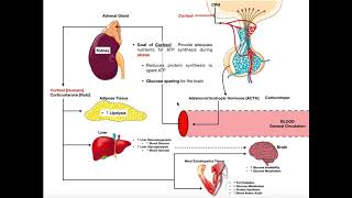 Specific Hormones  Functions of Cortisol [upl. by Madalena513]