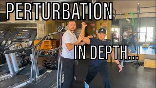 Shoulder Perturbation Exercises in Physical Therapy [upl. by Ylyl]