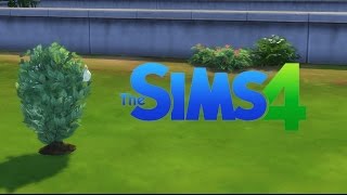 Sims 4  How to plant dragonfruit Grafting [upl. by Sarilda993]