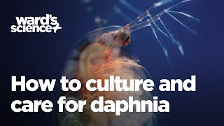 Caring and Culturing for Daphnia [upl. by Ilamad]